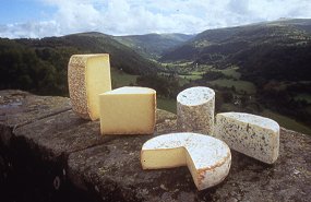 fromages aoc cantal salers fourme d'ambert bleu d'auvergne saint-nectaire